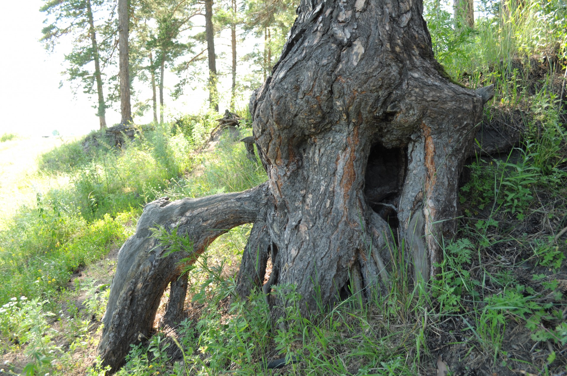 roots trees forest free photo