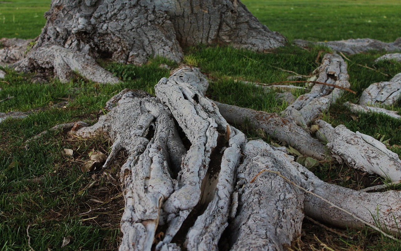 tree roots tree trunk tree with roots free photo