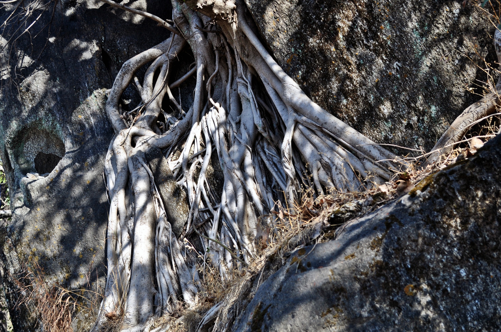 roots tree trunk free photo