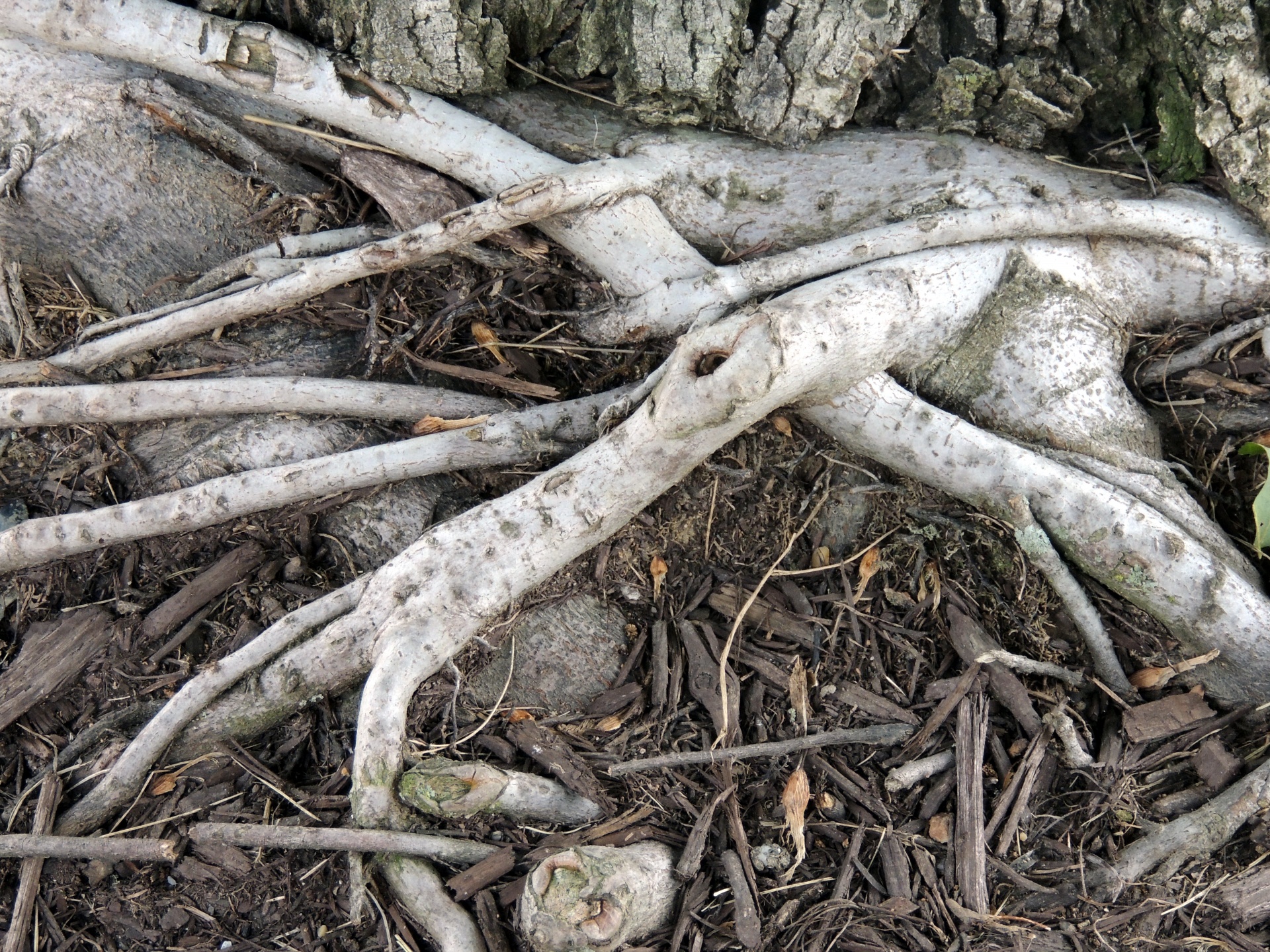 tree roots ground free photo