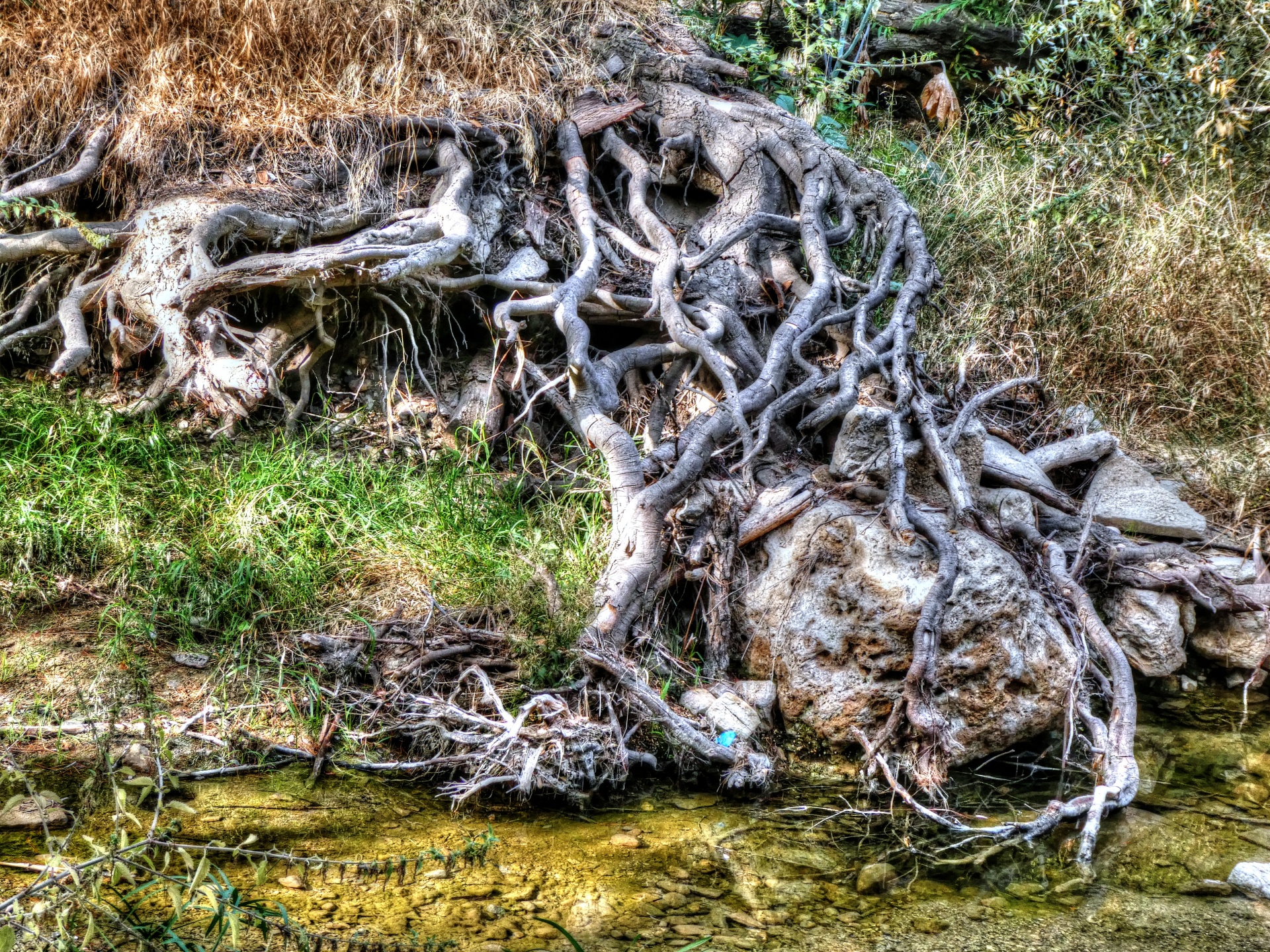 Корявые корни деревьев