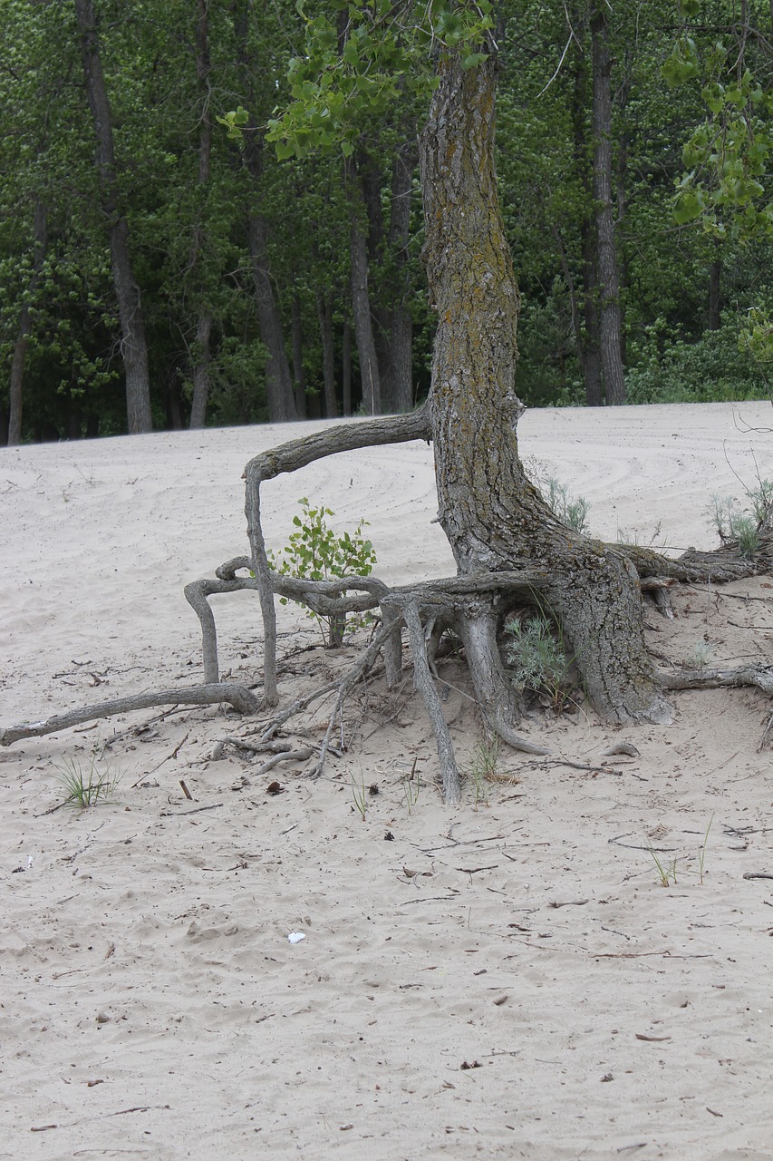 tree roots nature resistance free photo