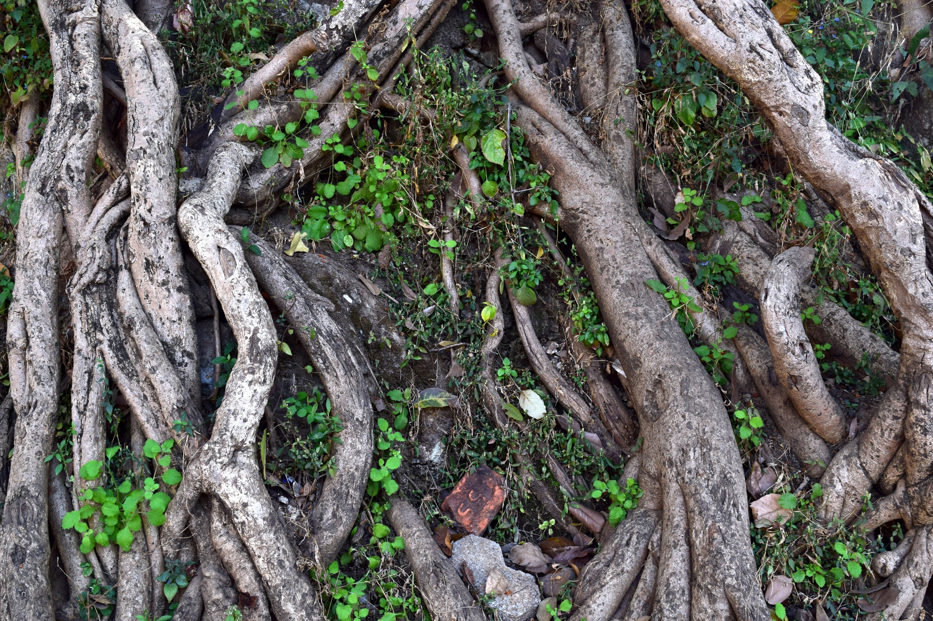tree roots nature free photo