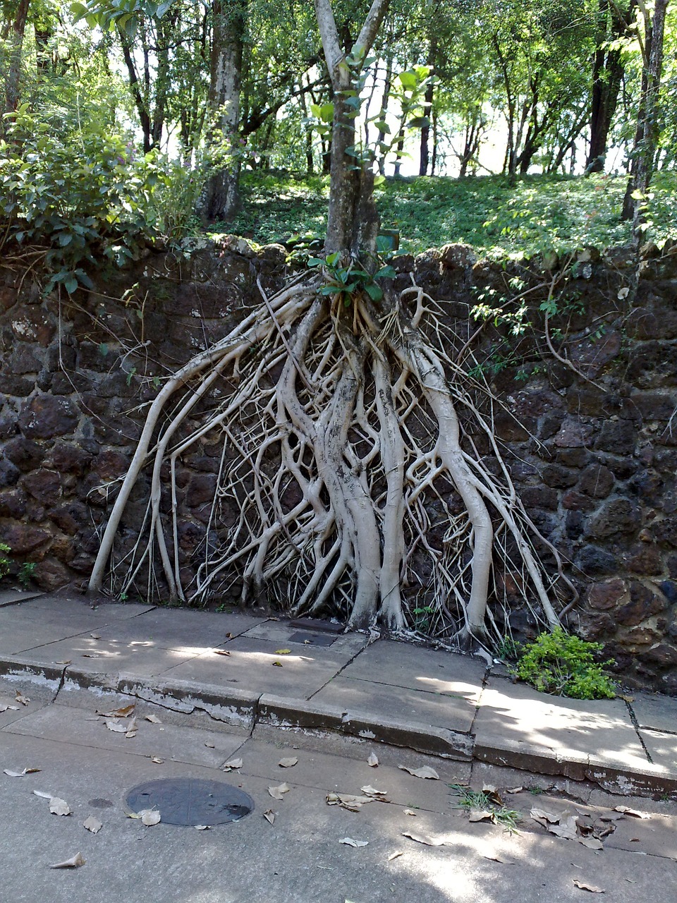 tree roots exposed park free photo