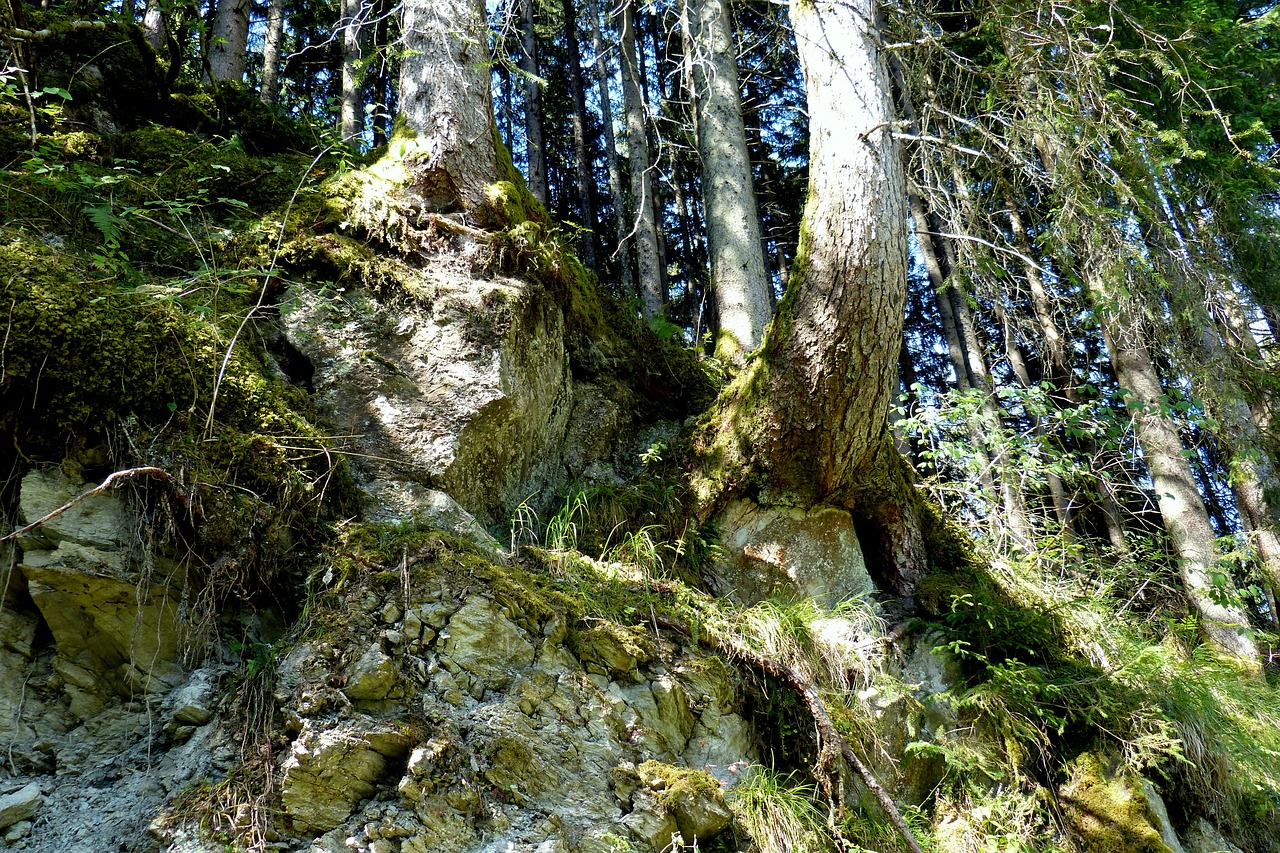 tree roots forest rock free photo