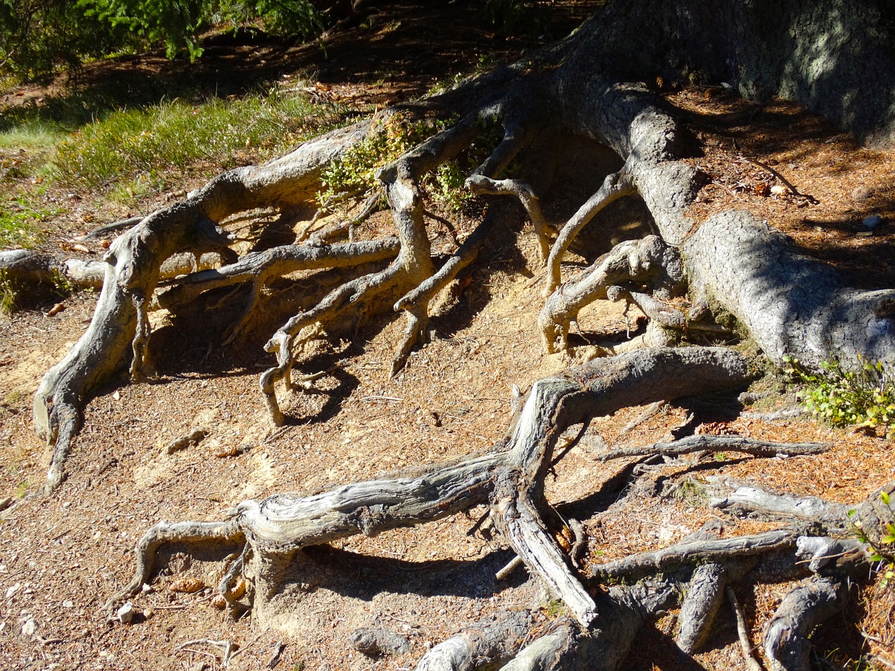 tree roots root system nature free photo