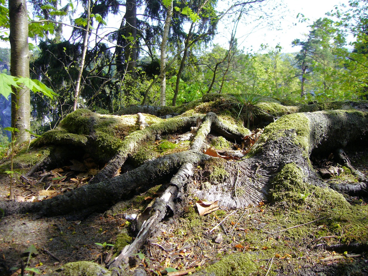 tree roots saxon switzerland free photo