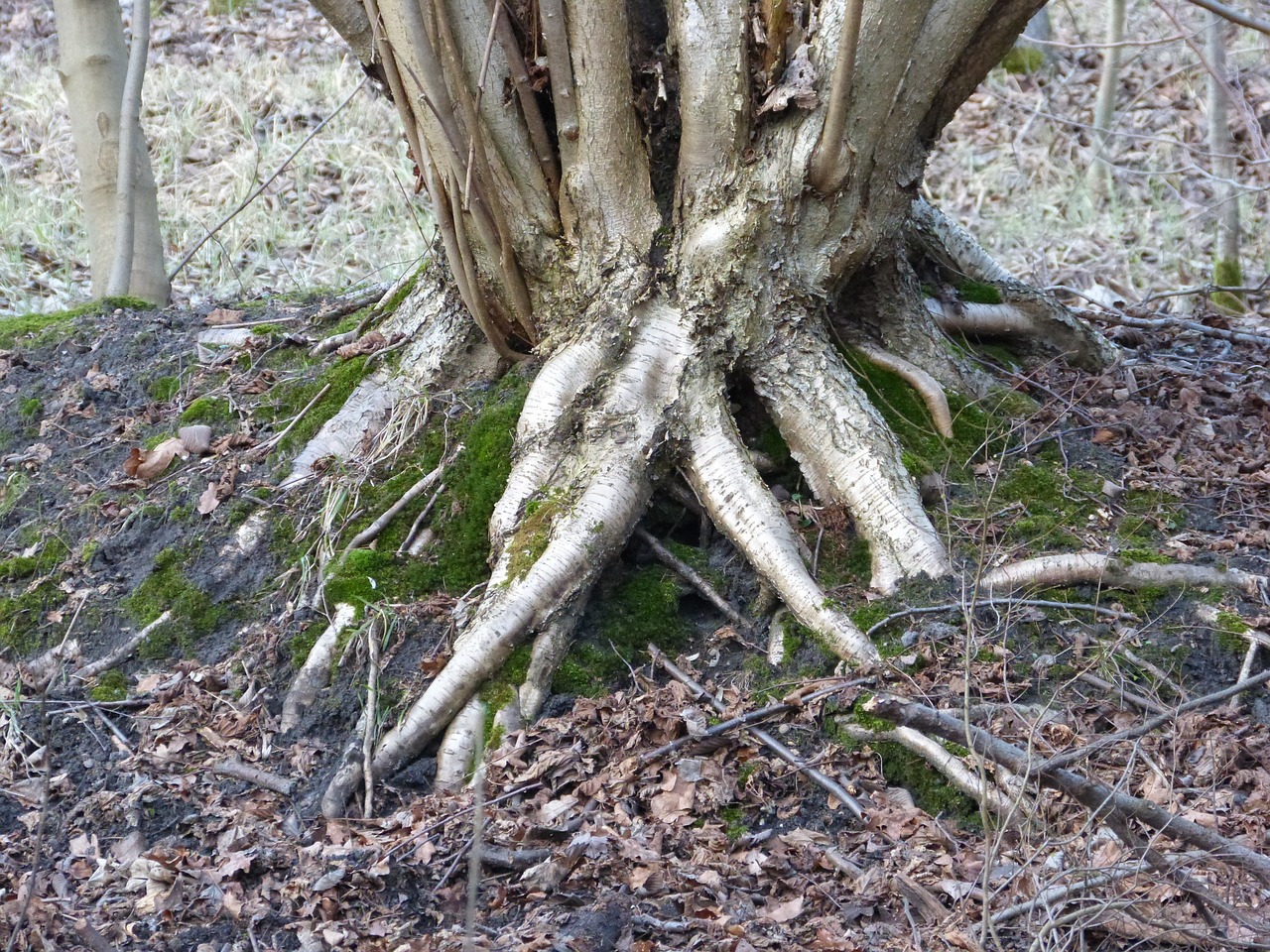tree roots nature overgrown free photo