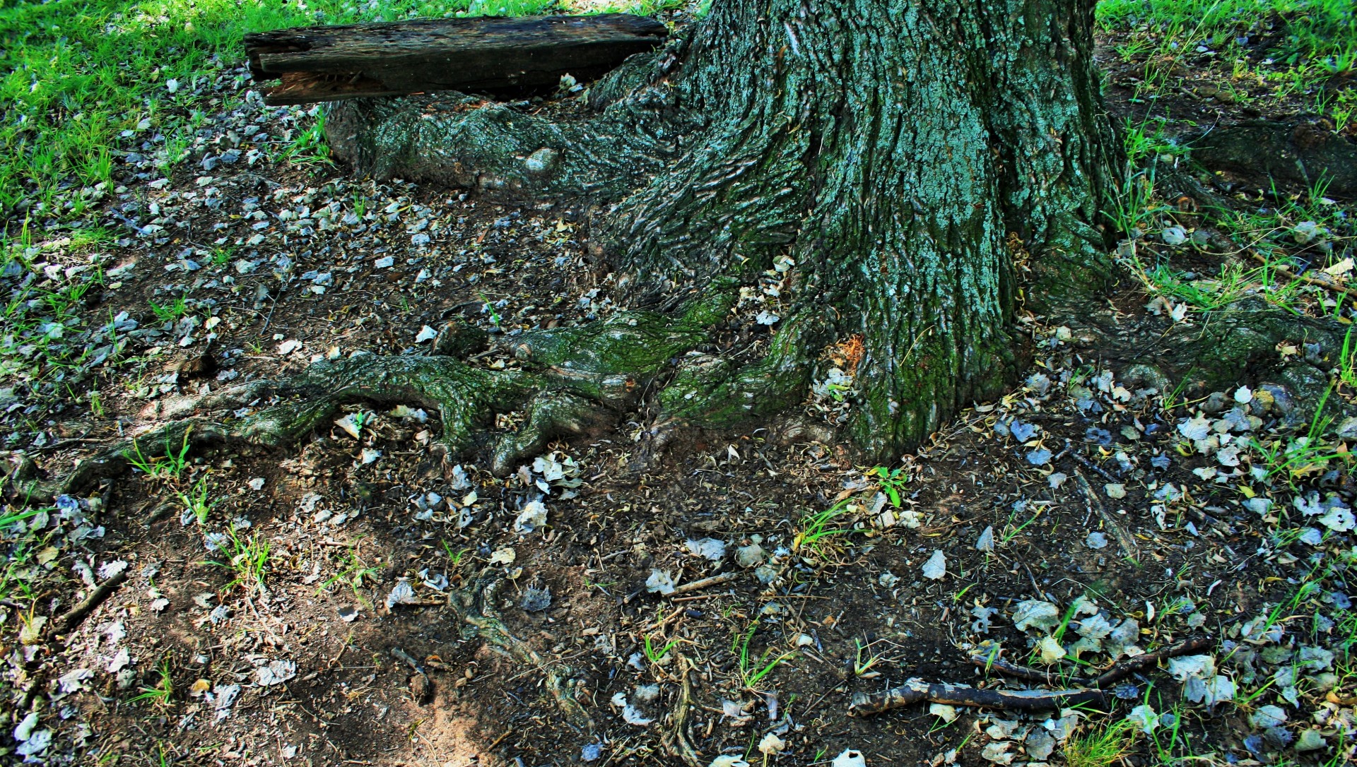 tree roots moss free photo
