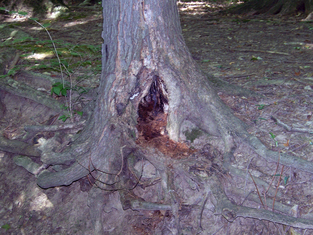 tree roots woods free photo