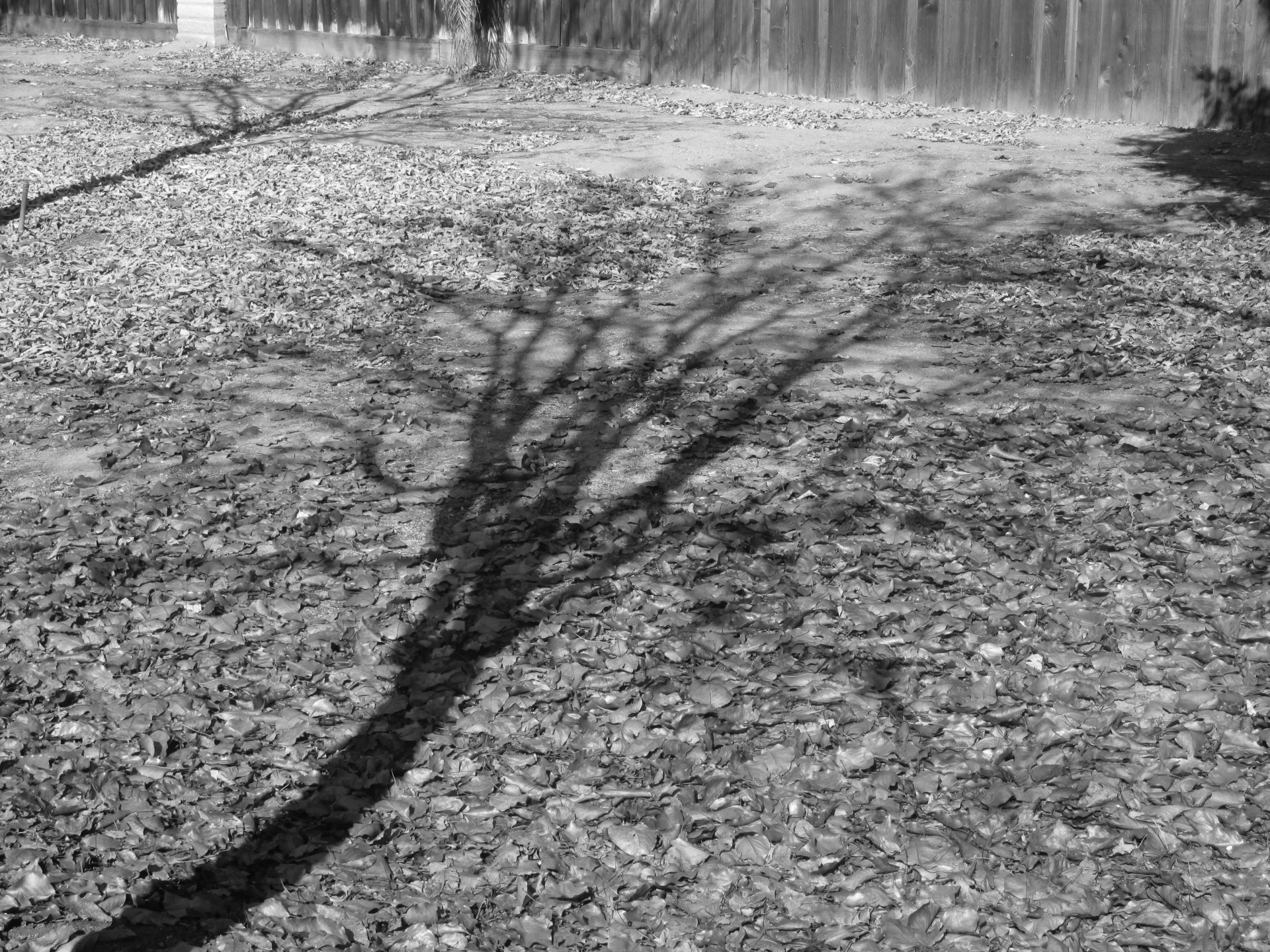 tree plant shadow free photo
