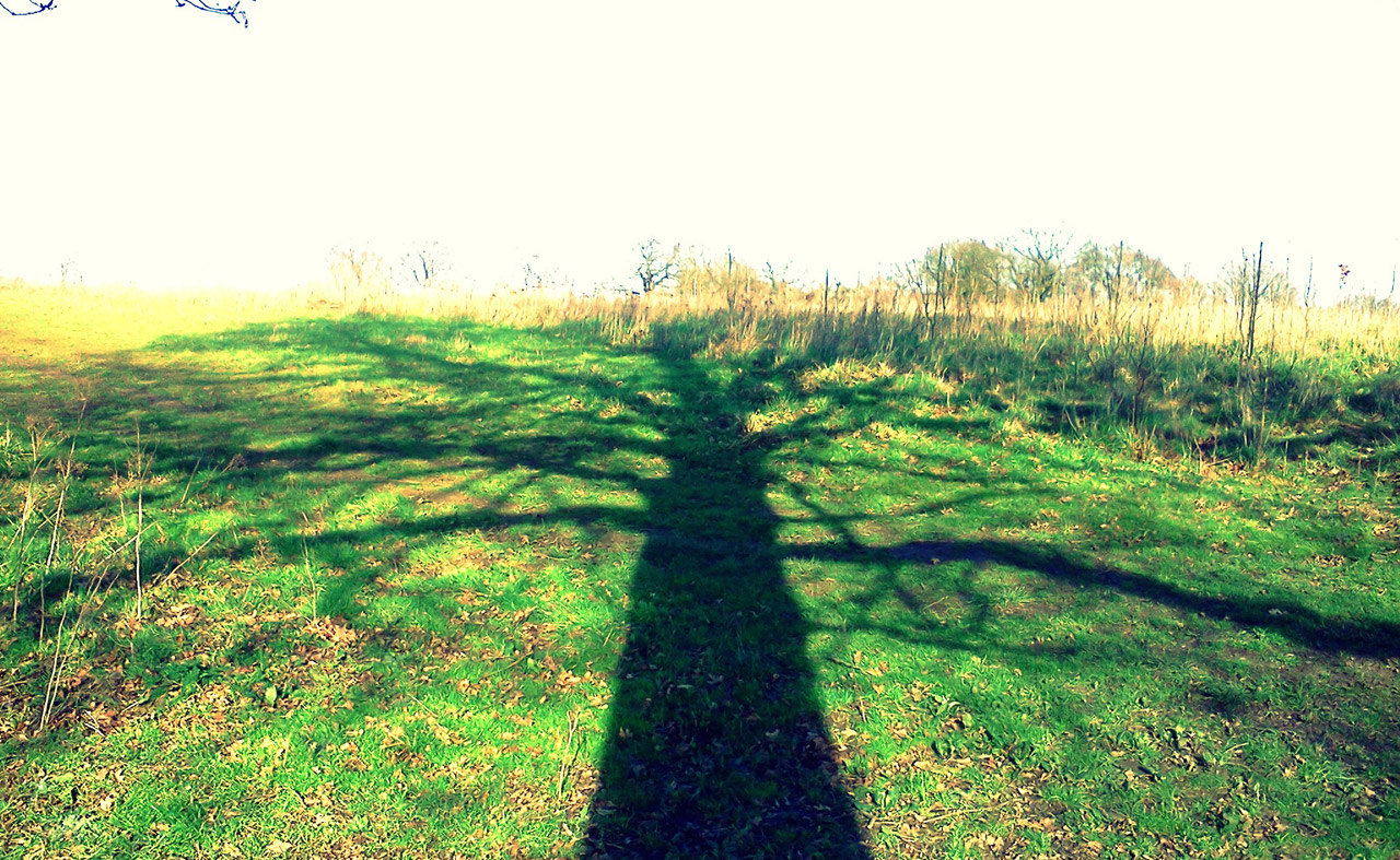 shadow tree cast free photo