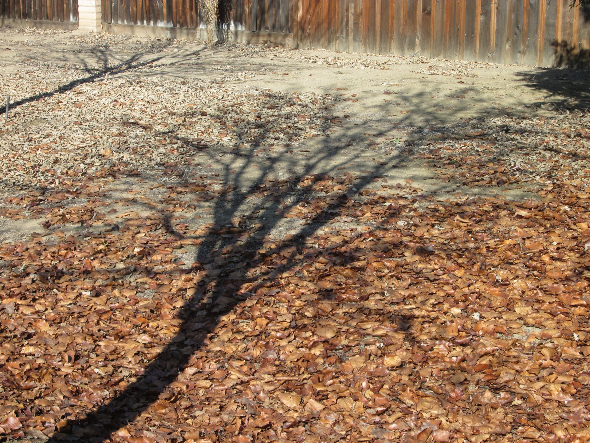 tree plant shadow free photo