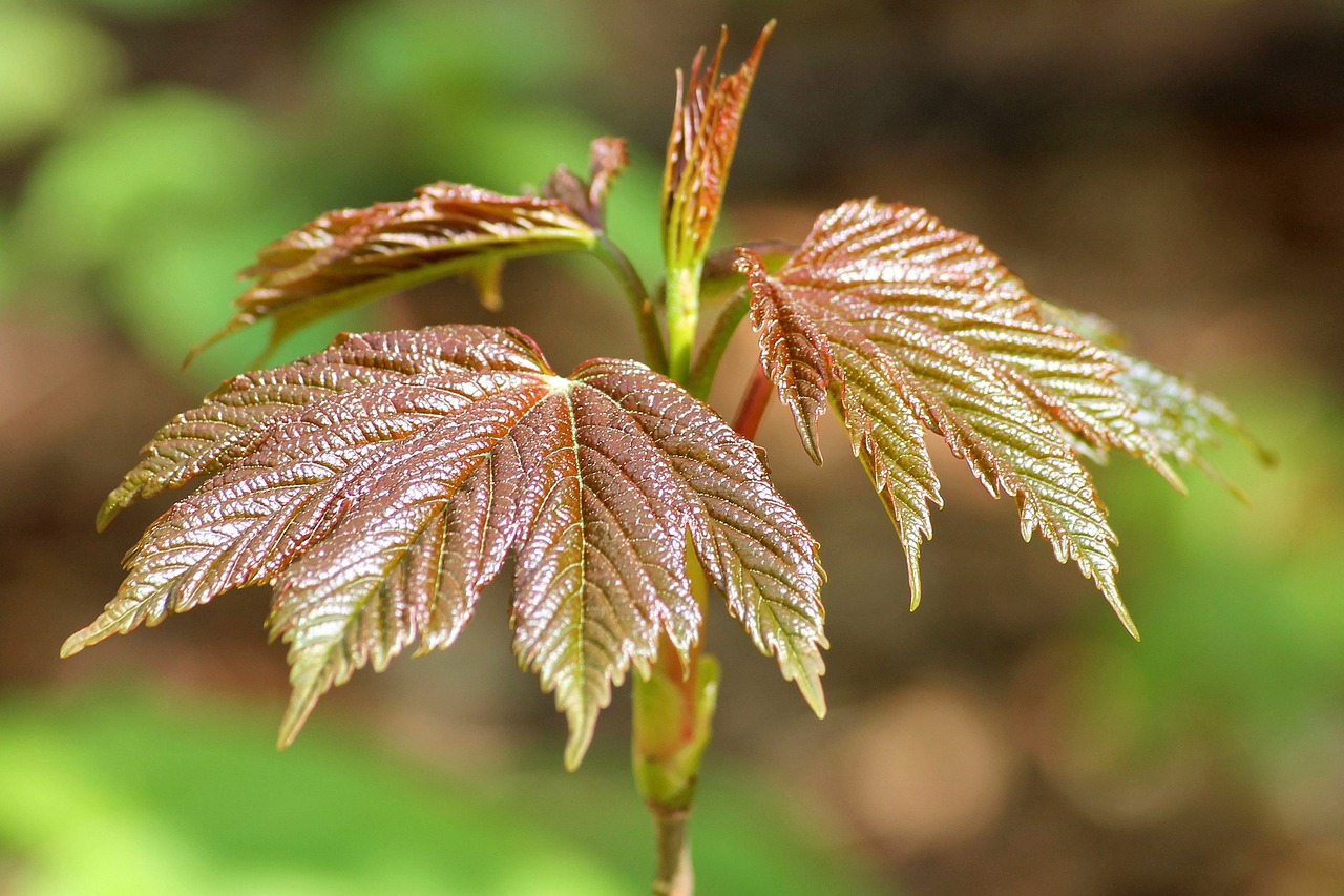 tree shoots leaves spring free photo