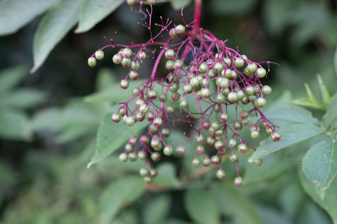 tree shrub  berries  immature free photo