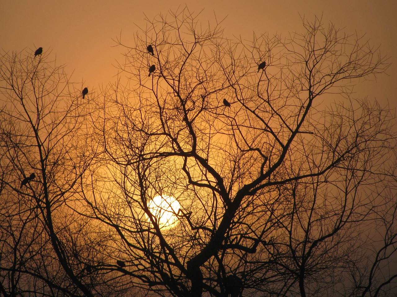 tree silhouette sunrise branches free photo