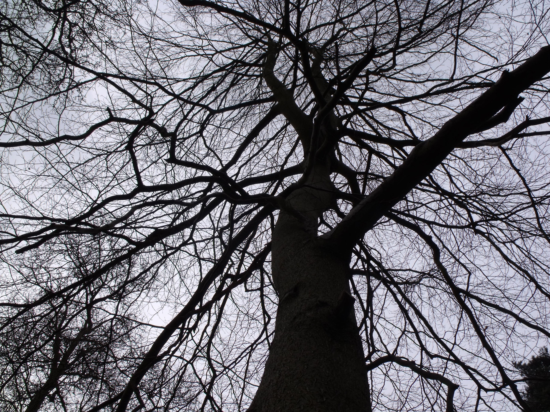 tree silhouette woods forest free photo