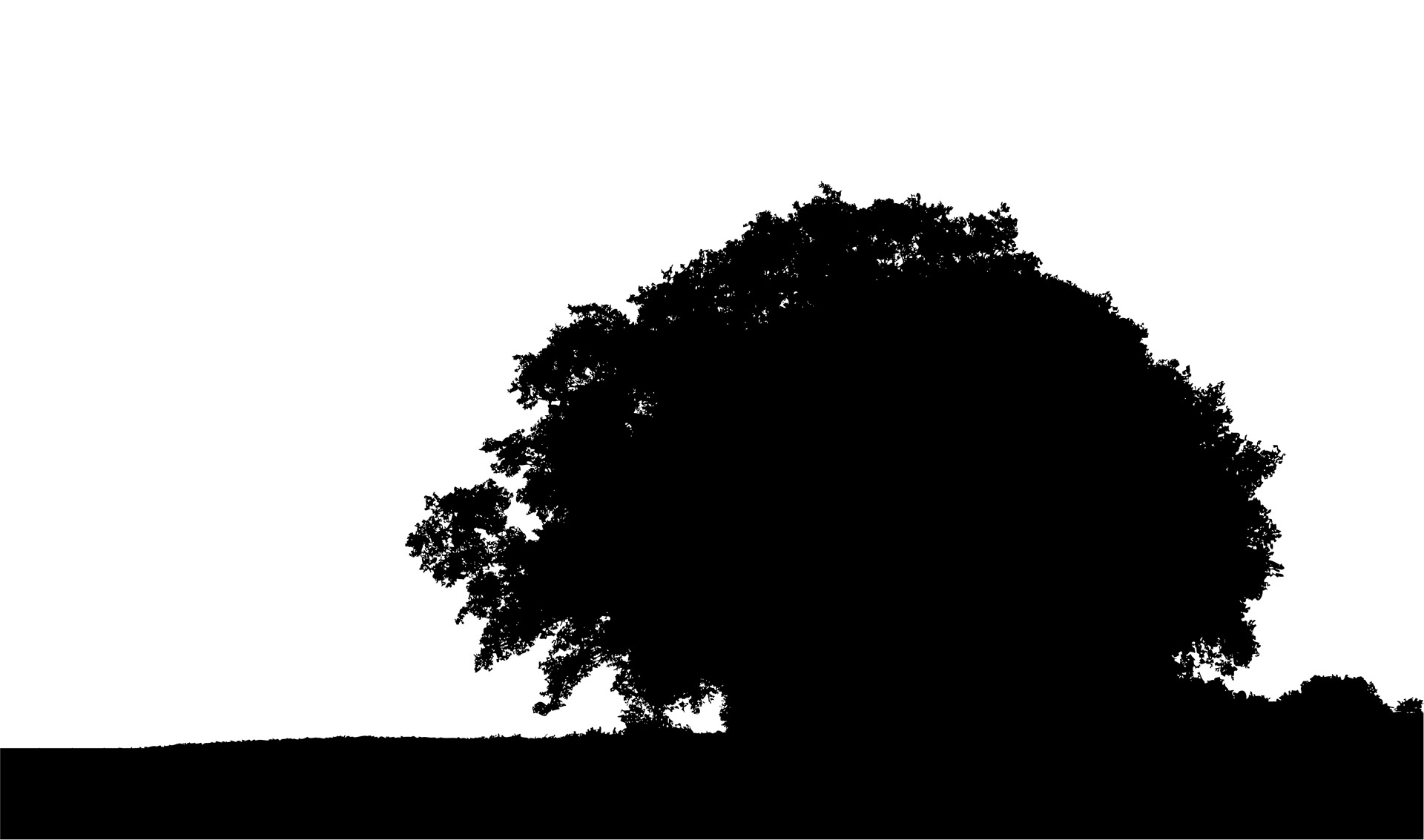 tree silhouette black free photo