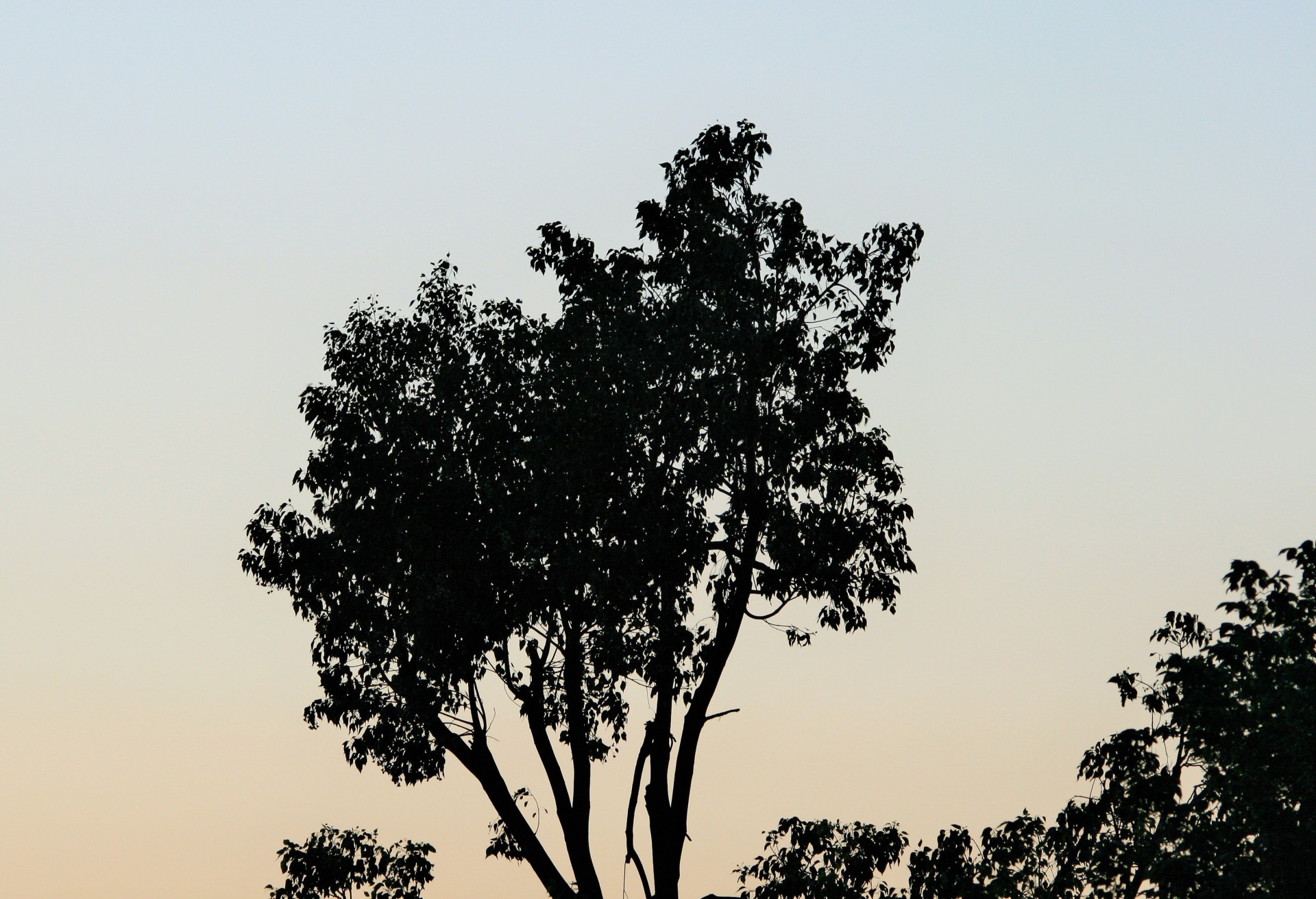 tree silhouette sky free photo