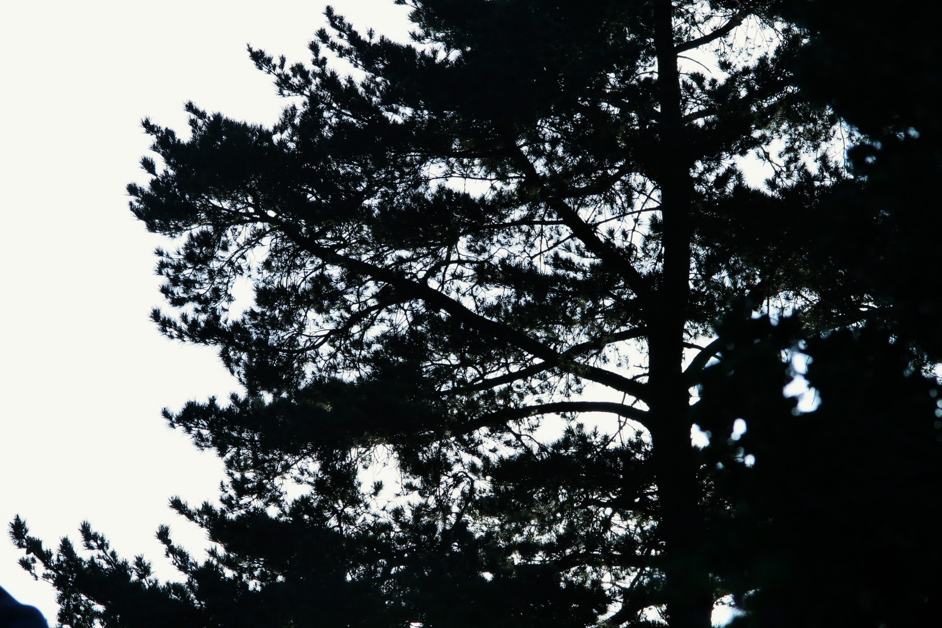 tree silhouette light free photo