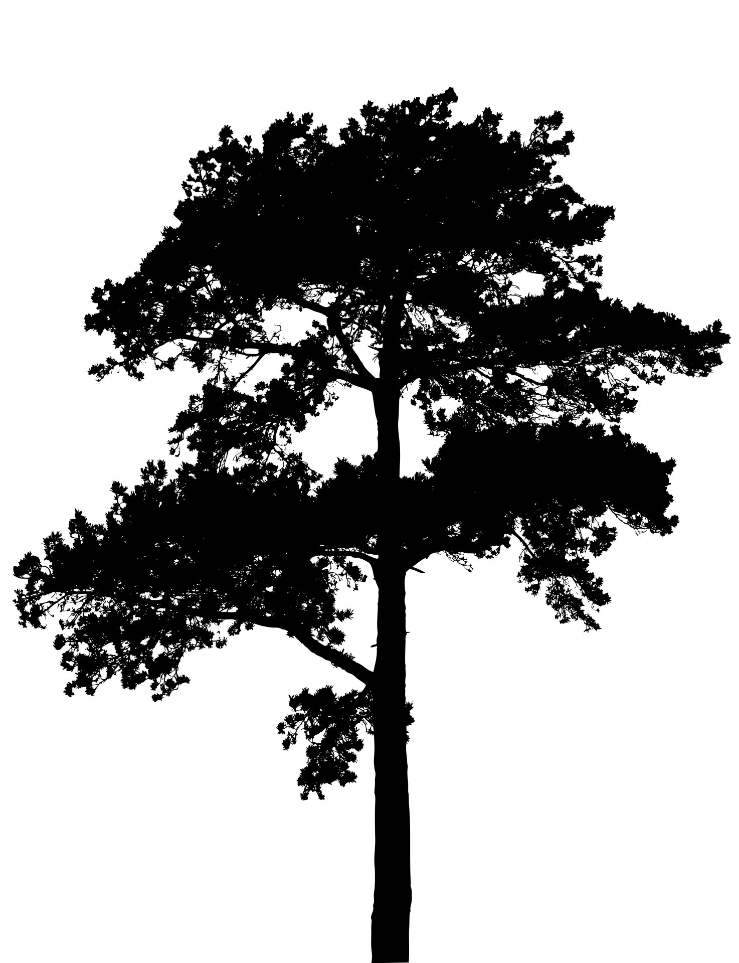 tree pine pine tree free photo