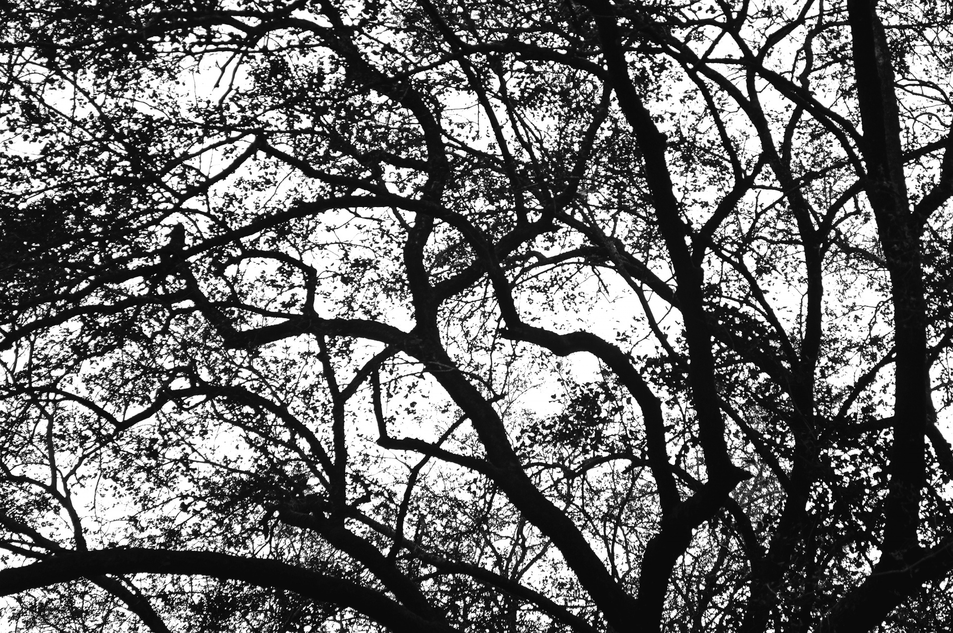 branches tree silhouette free photo