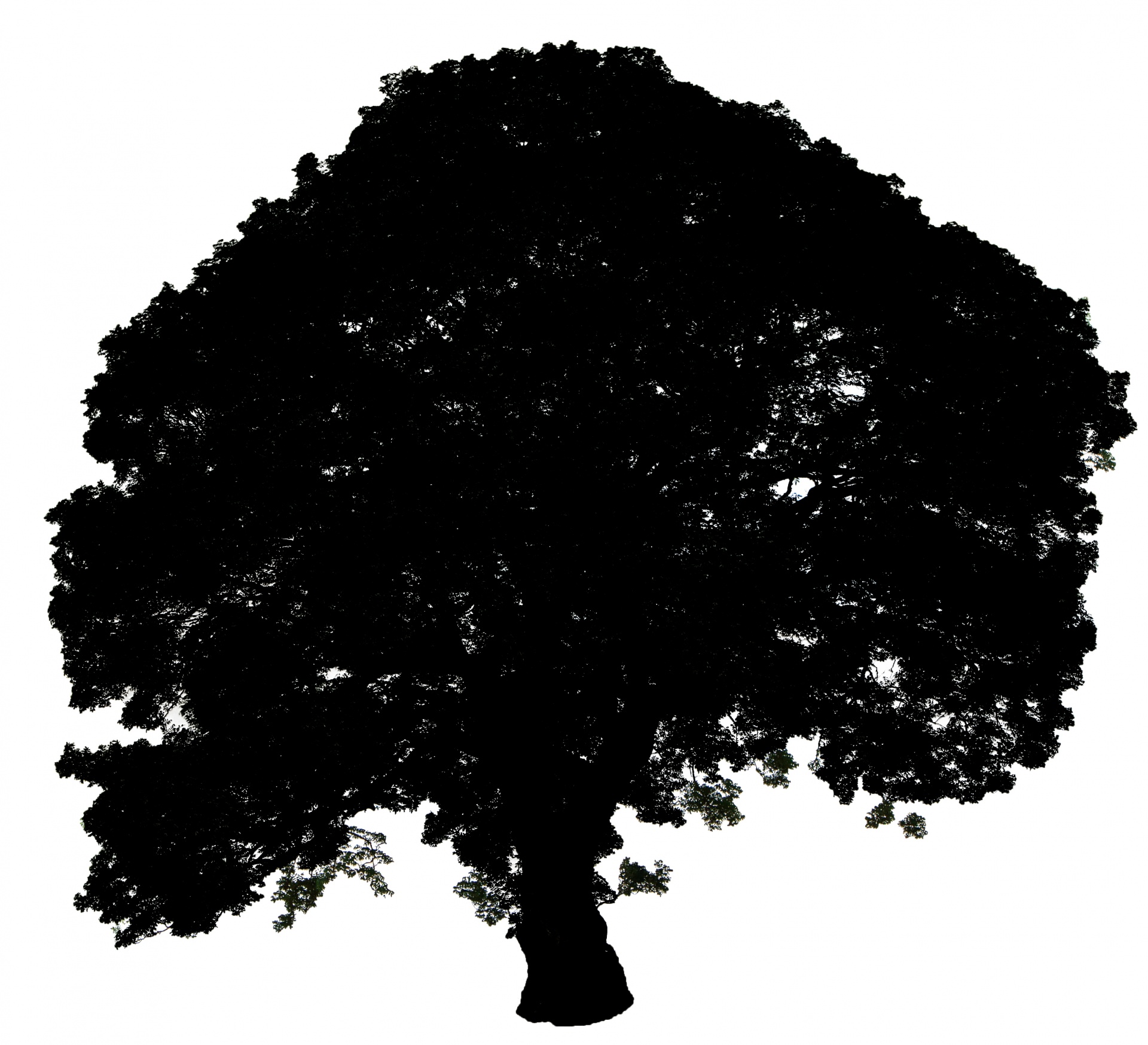tree silhouette black free photo