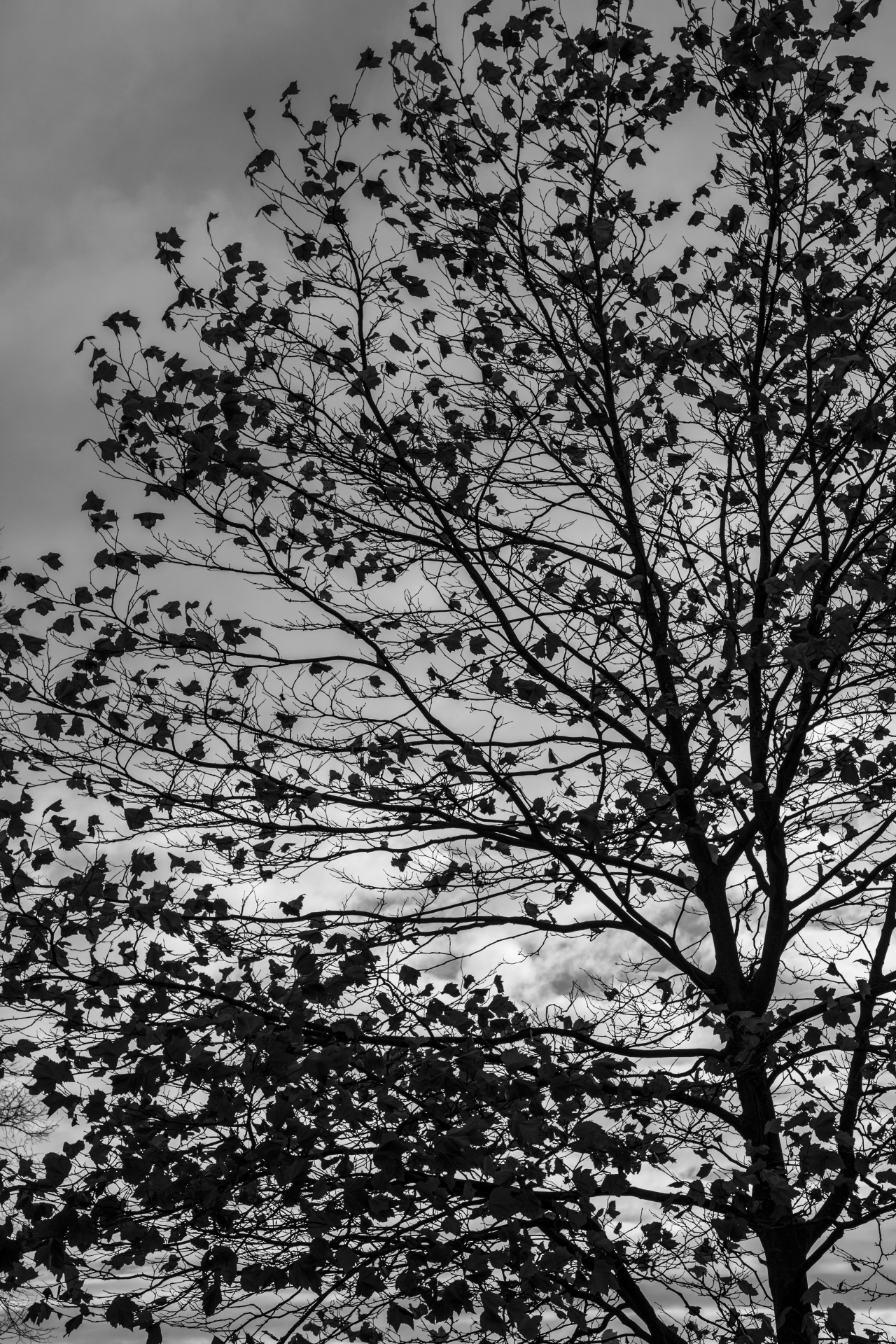 branches tree branch free photo
