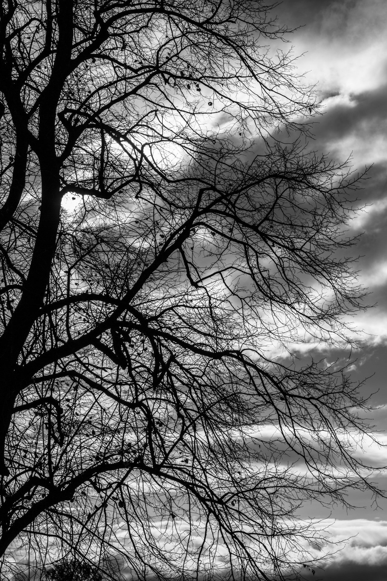 branches tree branch free photo