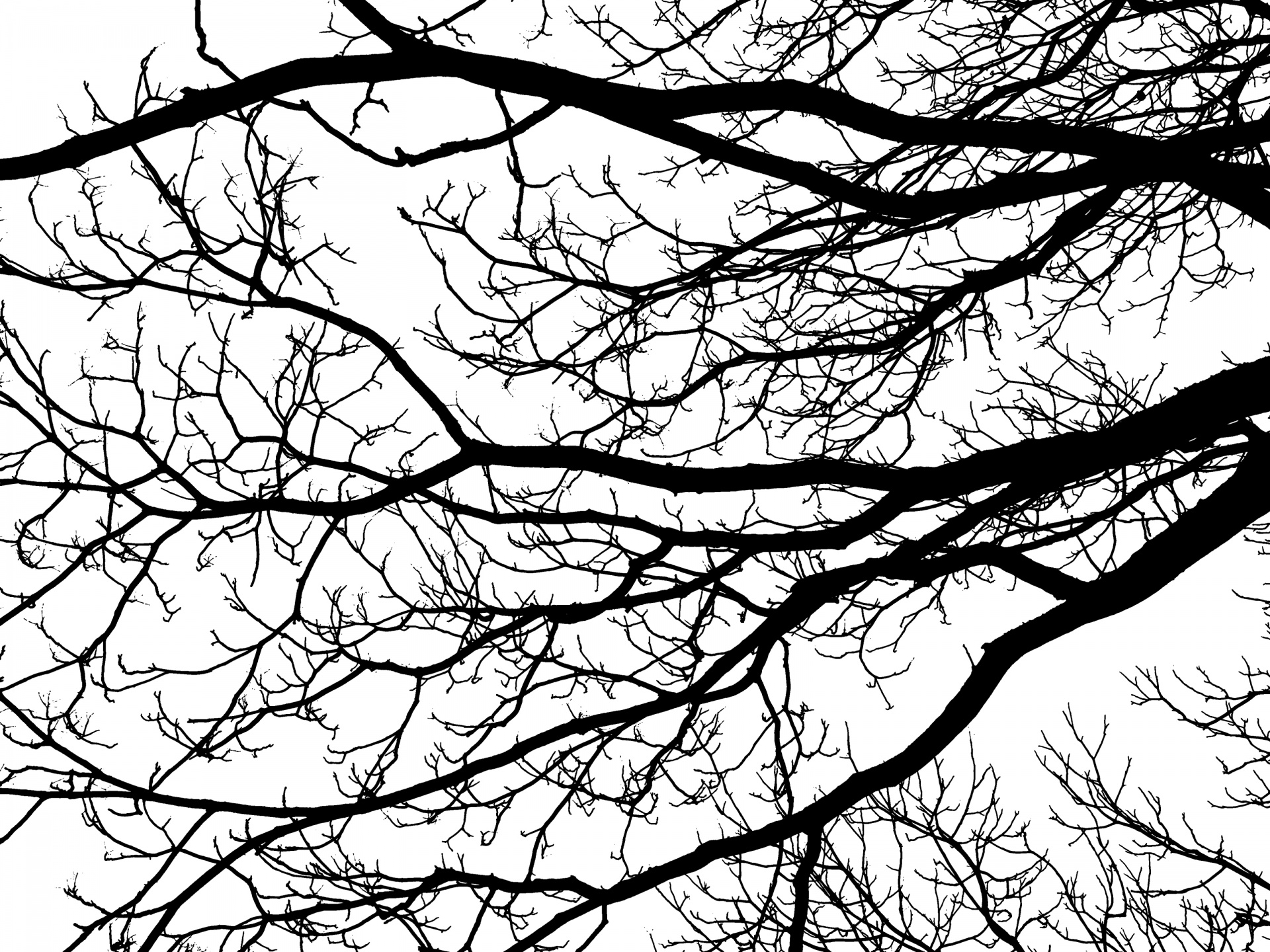 tree silhouette branches free photo