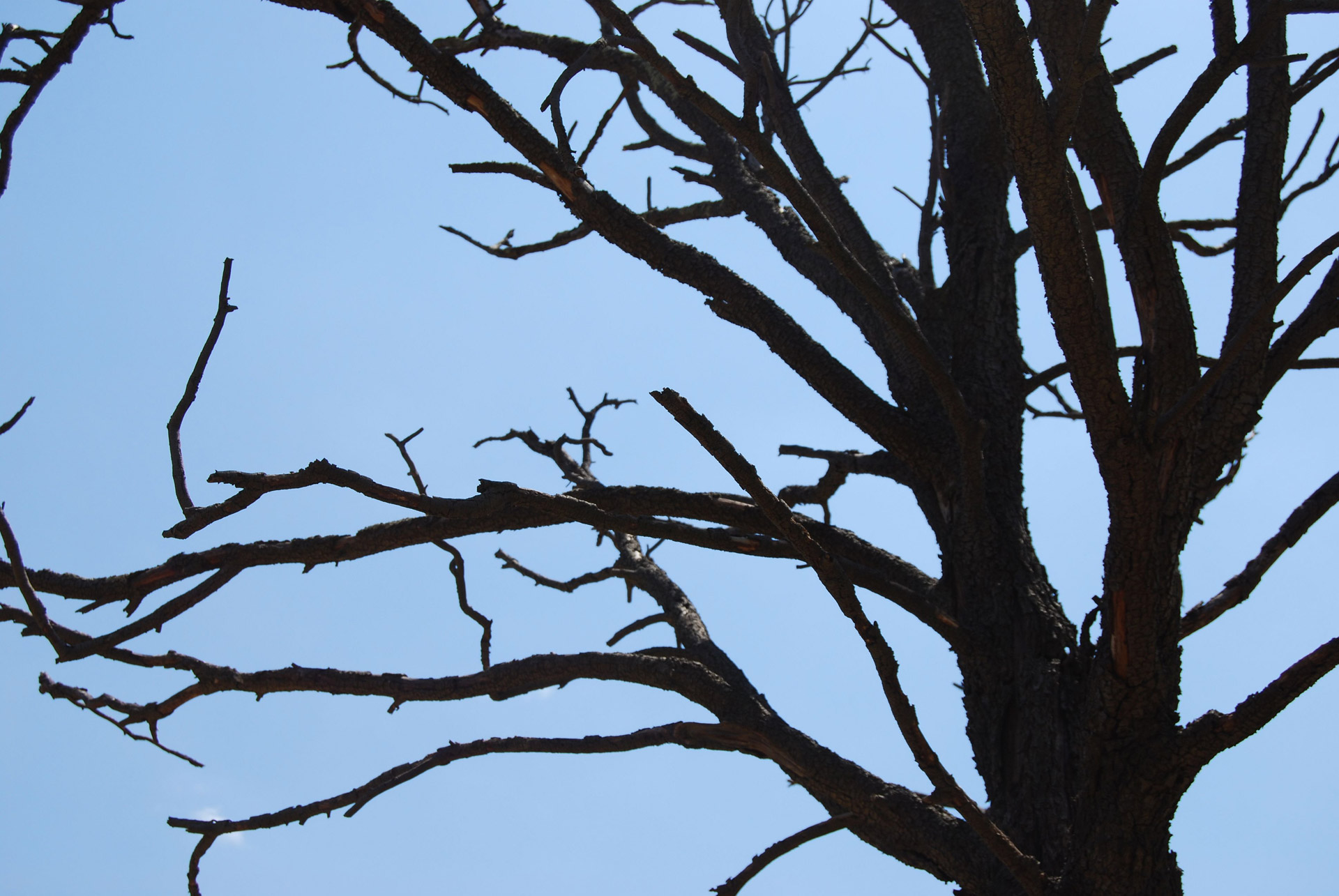 tree silhouette clear sky free photo