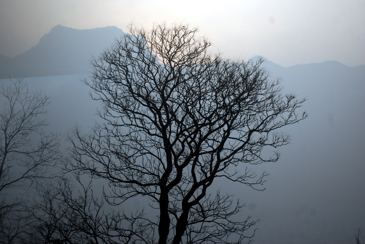 tree silhouette mountains free photo