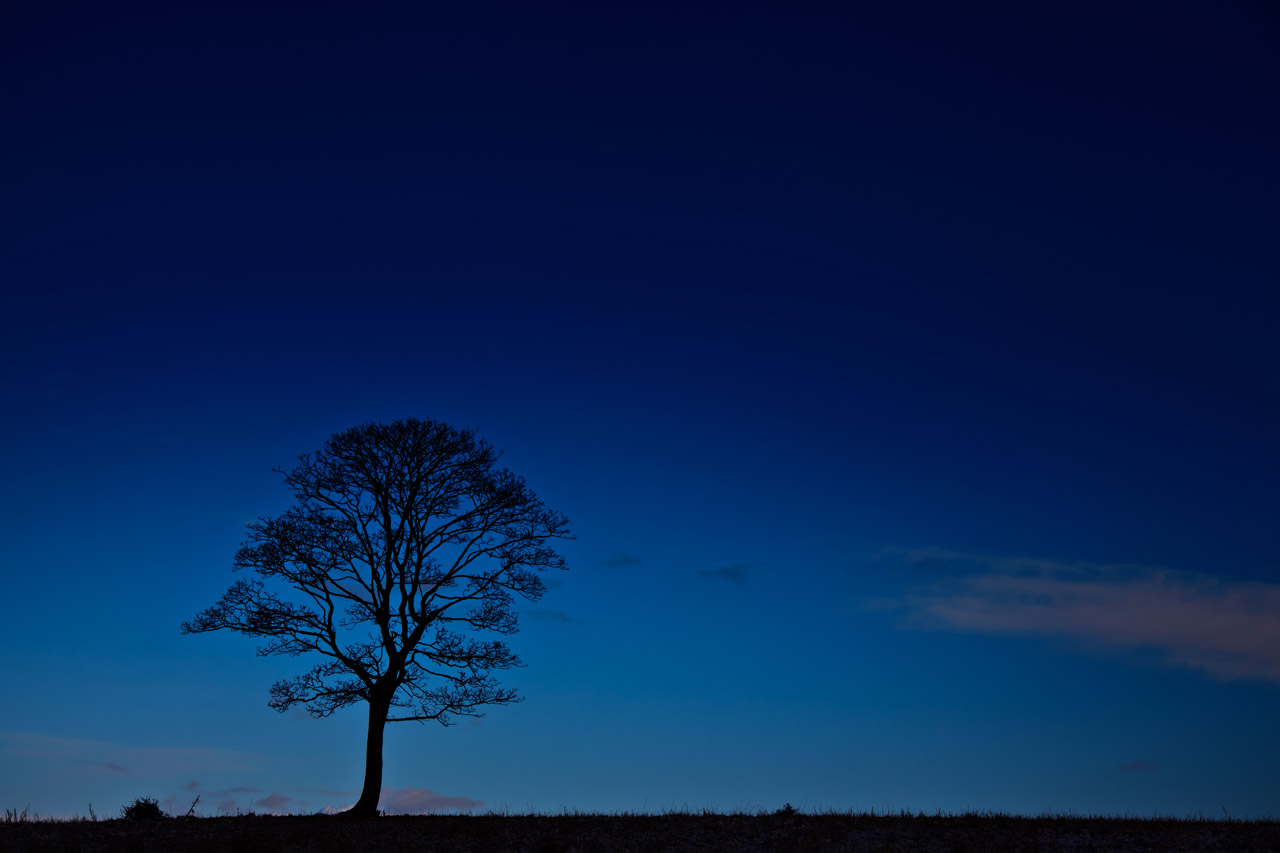 black blue branches free photo