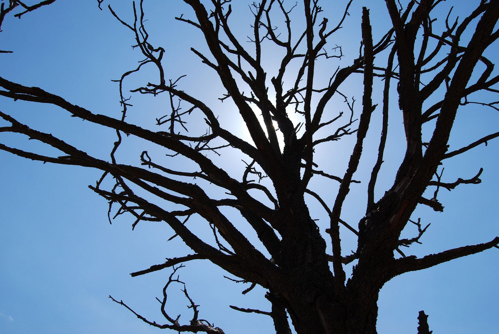 tree silhouette blue sky free photo