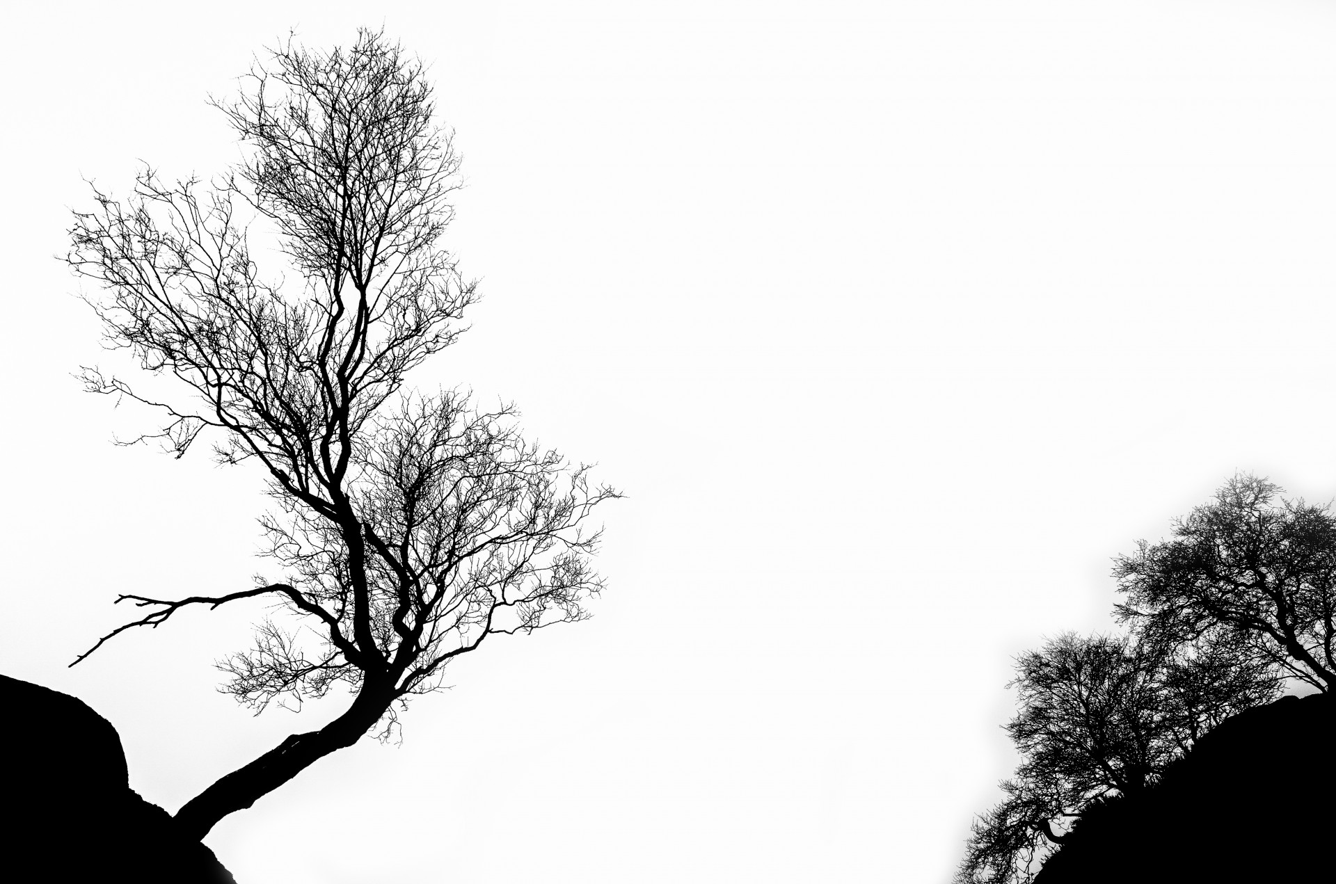 tree winter branch free photo