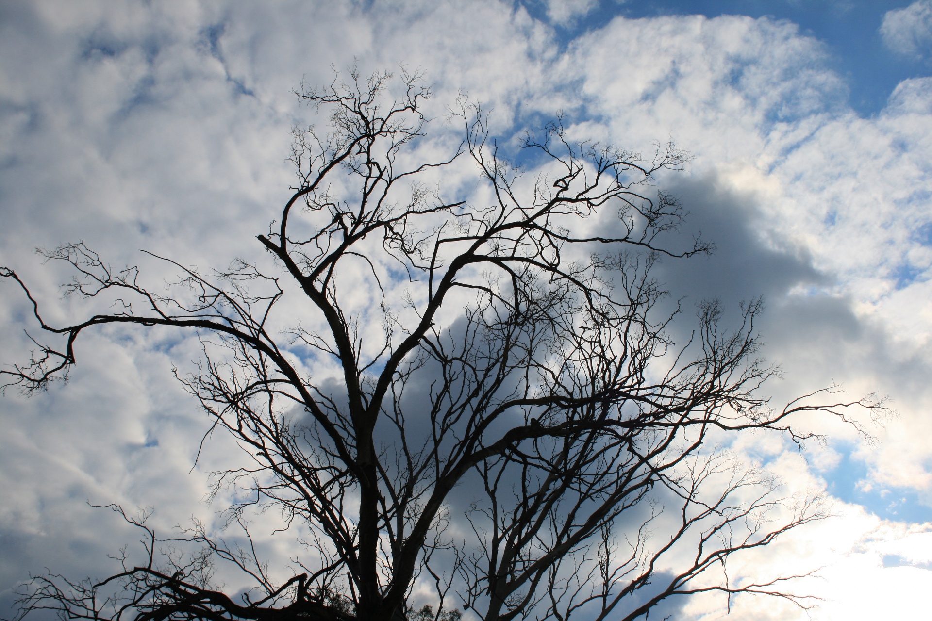 tree branches silhouette free photo