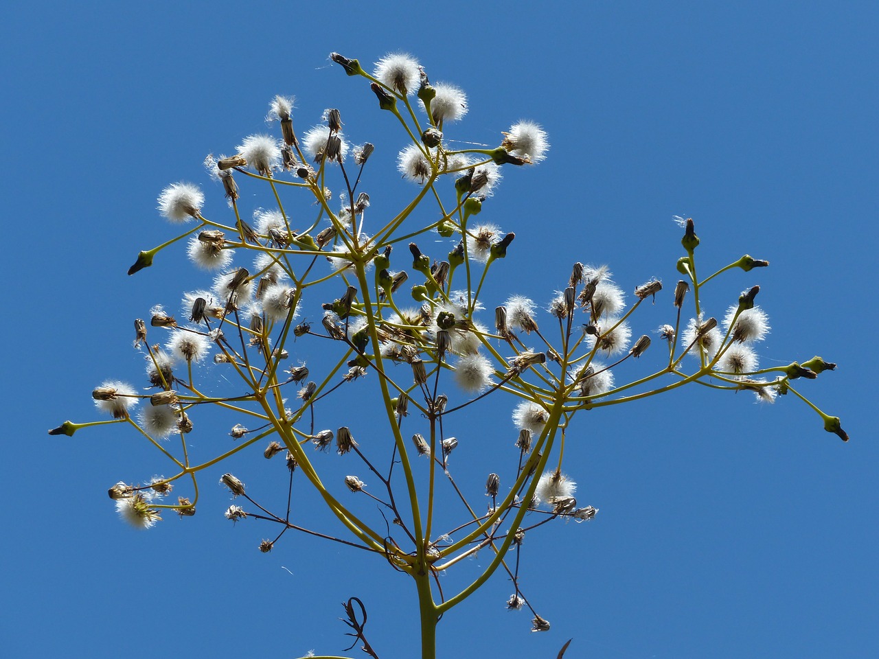 tree sow-thistle sonchus congestus seeds free photo