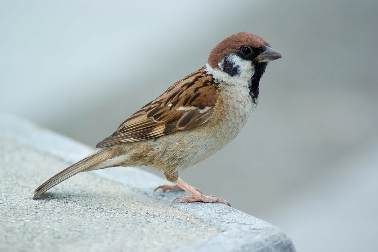tree sparrow sparrow bird free photo