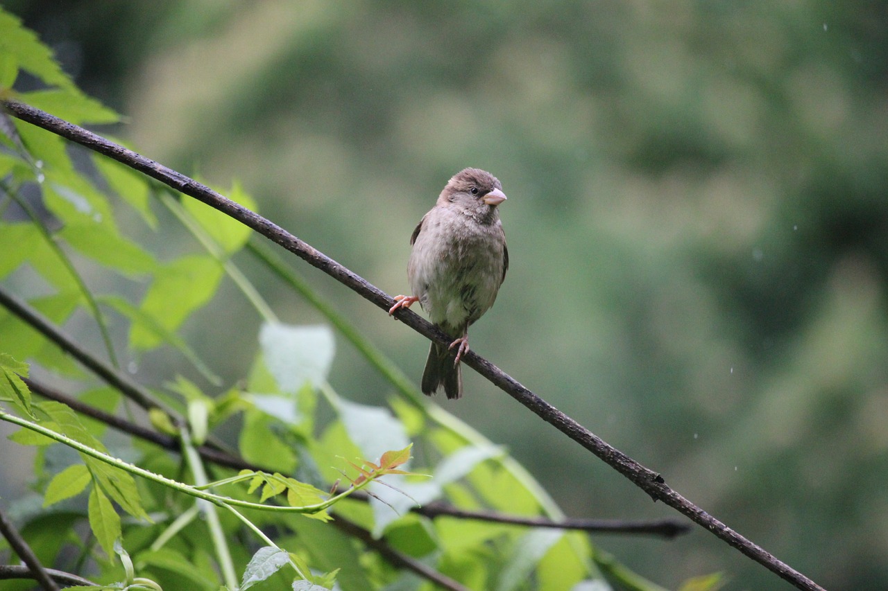 tree sparrow bird nature free photo