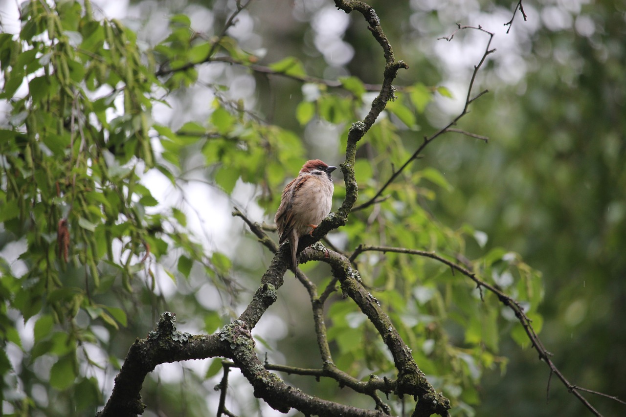 tree sparrow bird nature free photo