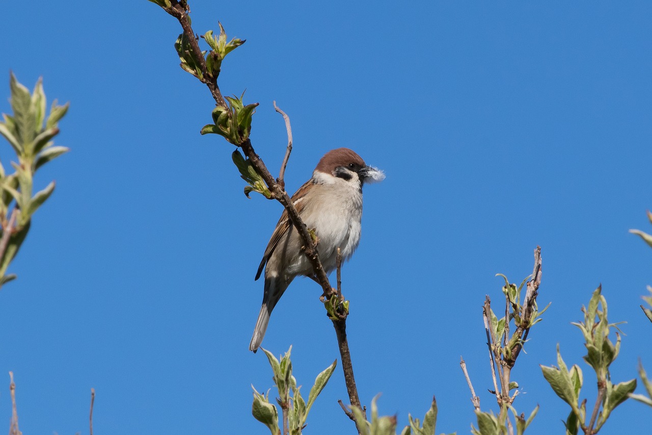 tree sparrow  bird  sparrow free photo