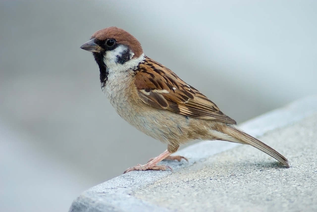 tree sparrow bird perched free photo