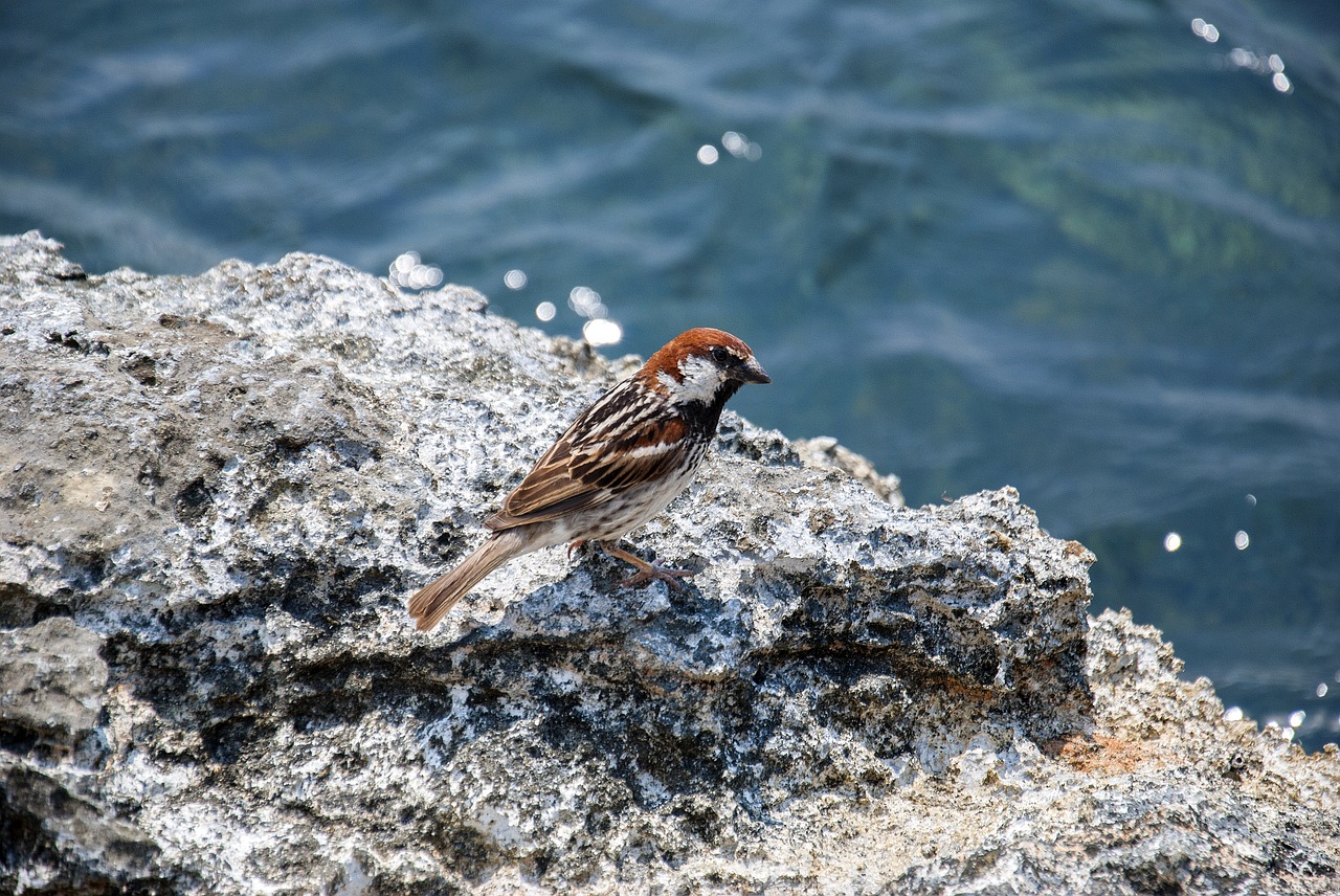 tree sparrow bird plumage free photo