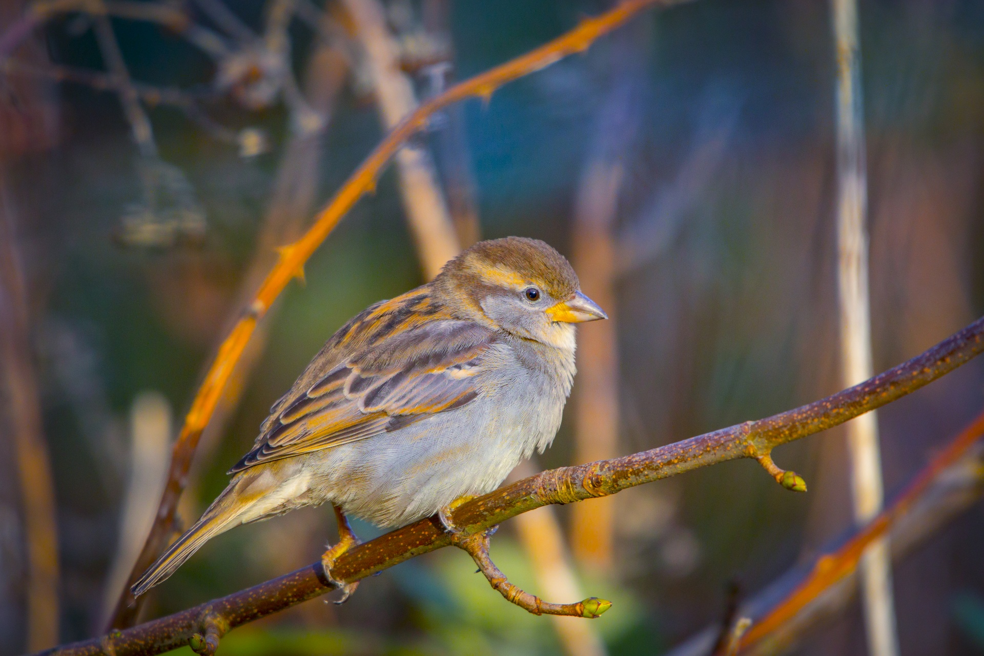 sparrow england animal wildlife free photo