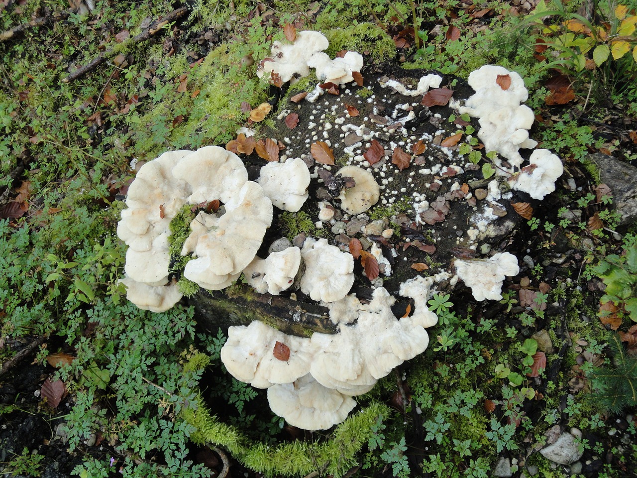 tree sponges mushrooms tree fungus free photo