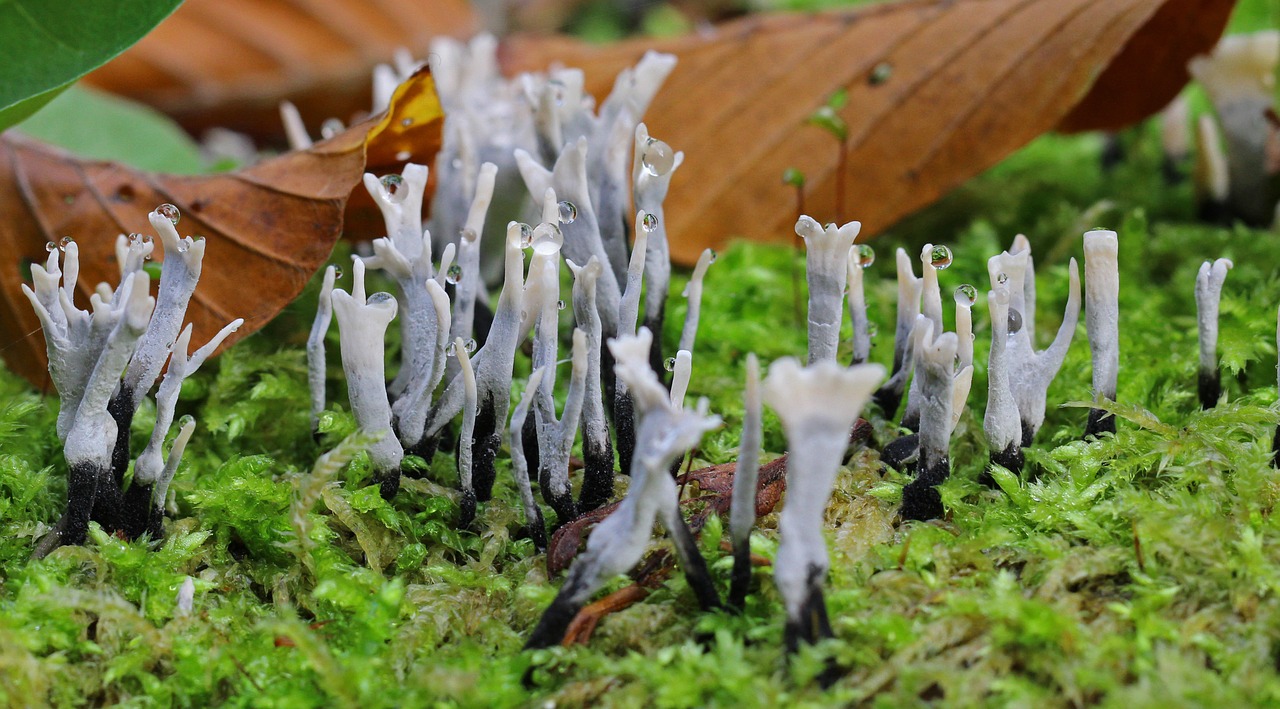 tree stump moss forest free photo