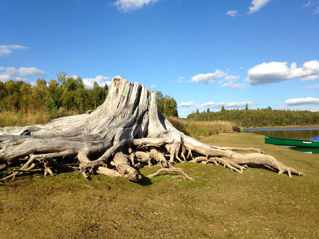 tree stump canoe landscape free photo