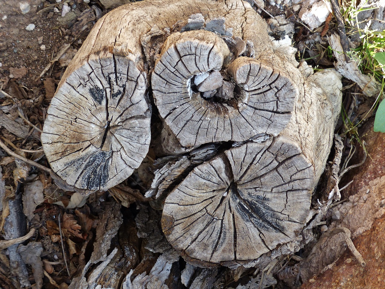 tree stump wood grain heart shape free photo