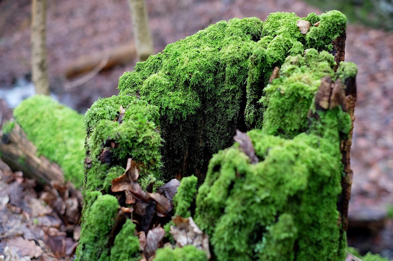 tree stump moss morsch free photo