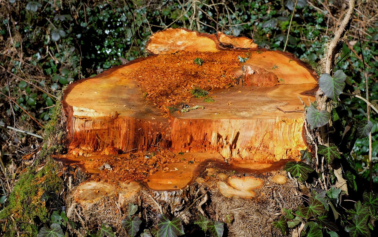 tree stump wood sawed off free photo
